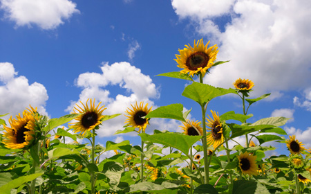 お中元の時期とは？