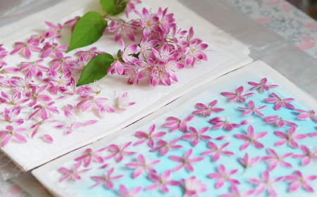 キッチンペーパーに並べた押し花にしたい花