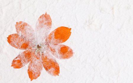 オレンジ色のコスモスの押し花