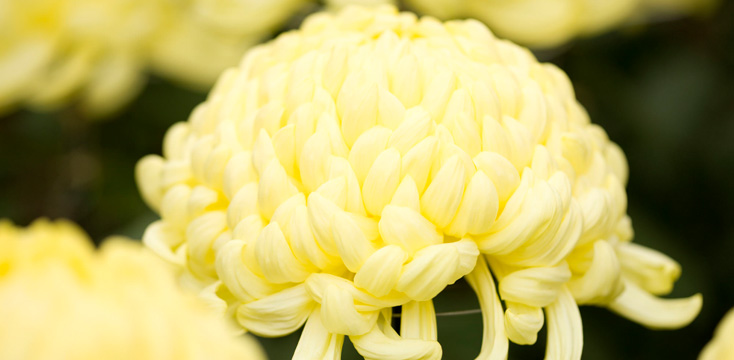 9月9日は重陽の節句！菊酒や栗ごはんなど菊の節句の行事食と由来