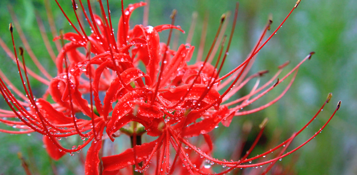 2024年春・秋のお彼岸はいつ？期間や準備、掃除・お参りの仕方などを徹底解説！