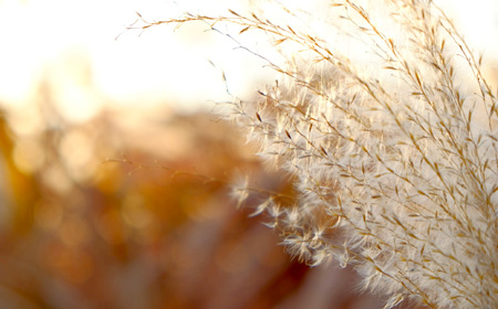 夕日にそまる「すすき」