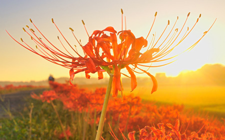 夕日に染まる彼岸花