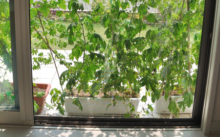 グリーンカーテンの効果