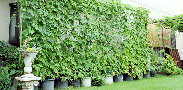 グリーンカーテン（緑のカーテン）のおすすめの種類と作り方