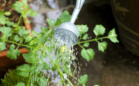 植物への水やり