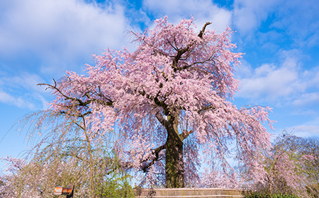 枝垂れ桜