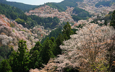 山桜