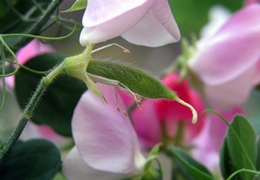 スイートピーの実