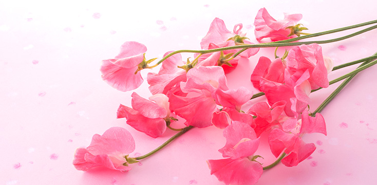 スイートピーの花言葉とは？色別の意味や種類、贈るのにおすすめのシーンをご紹介