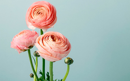 ラナンキュラスの品種・種類