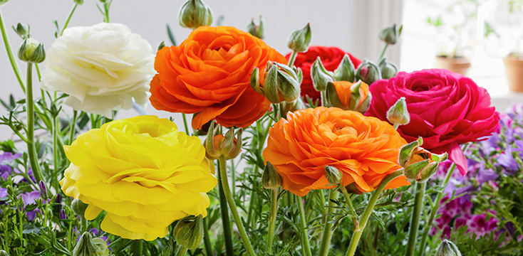 ラナンキュラスの花言葉とは？品種・色別の意味もご紹介