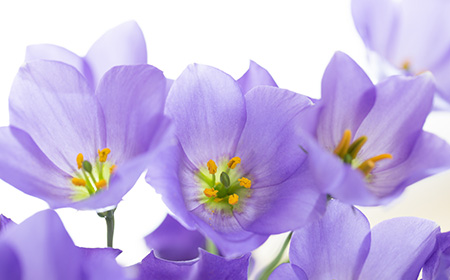 リシアンサス一重咲きの品種