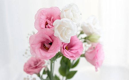 リシアンサス八重咲きの品種