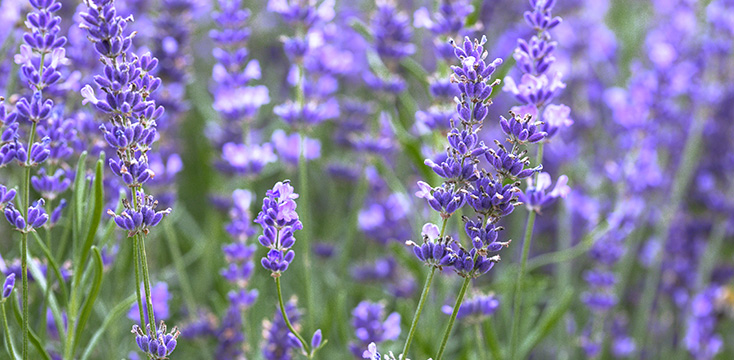 ラベンダーの花言葉とは？意味や香りの効果・作用についてご紹介