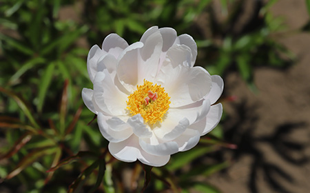 一重咲きのシャクヤク（芍薬）