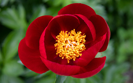 金しべ咲きのシャクヤク（芍薬）