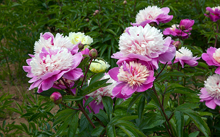 翁咲きのシャクヤク（芍薬）