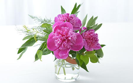 冠咲きのシャクヤク（芍薬）