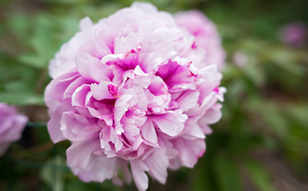 手まり咲きのシャクヤク（芍薬）