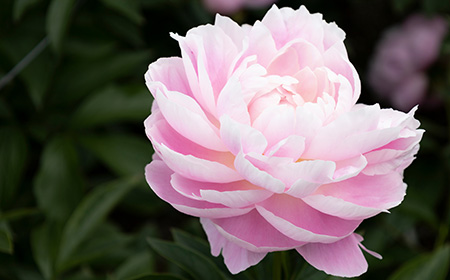 八重咲き（バラ咲き）のシャクヤク（芍薬）