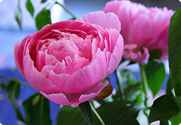 シャクヤク（芍薬）の花