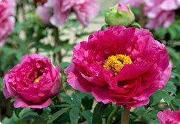 ボタン（牡丹）の花