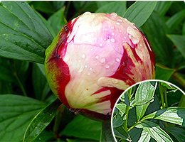 シャクヤクのつぼみ