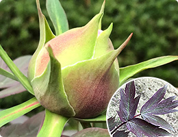 ボタンのつぼみ