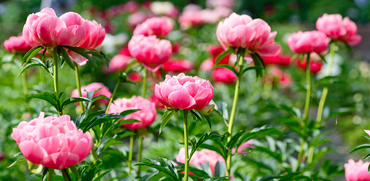 シャクヤク（芍薬）の花言葉は？種類や色別のおすすめ、特徴を解説
