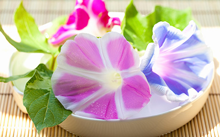 朝顔（アサガオ）の花言葉とは？