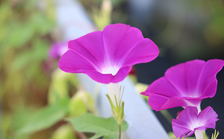 1:紫色の朝顔（アサガオ）