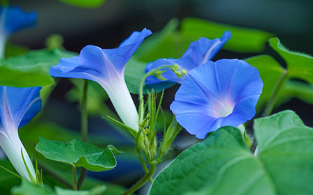 2:青色の朝顔（アサガオ）