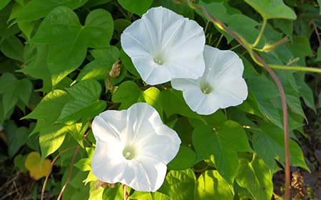 3:白色の朝顔（アサガオ）