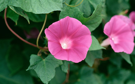4:ピンク色の朝顔（アサガオ）