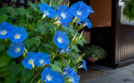 朝顔（アサガオ）の基礎知識