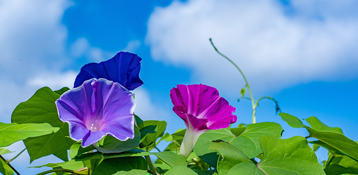 朝顔（アサガオ）の花言葉は？色で意味が変わる？名前の由来などの基礎知識も解説！