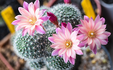サボテンの花の特徴と花を咲かせるコツ