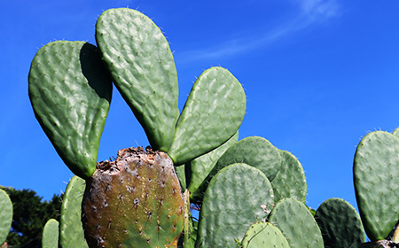 1：ウチワサボテン