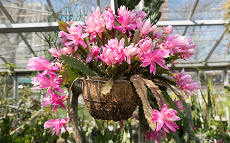 4：クジャクサボテン