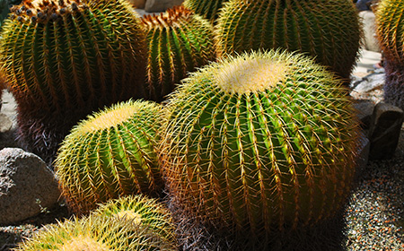 7：キンシャチ（金鯱）