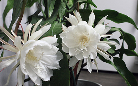 8：ゲッカビジン（月下美人）