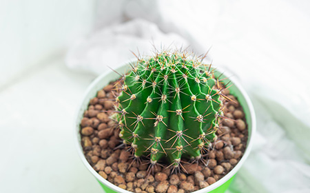 プレゼントにおすすめのサボテン：キンシャチ（金鯱）