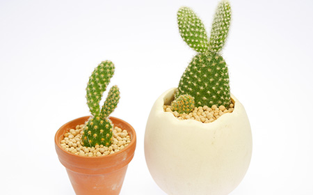 プレゼントにおすすめのサボテン：バニーカクタス（白桃扇）