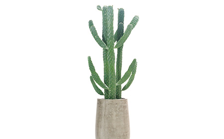 プレゼントにおすすめのサボテン：墨烏帽子（スミエボシ）