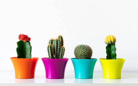 サボテンをおしゃれに飾るコツ