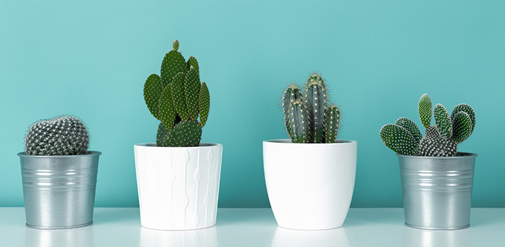 サボテンを種類別に紹介！基本情報やプレゼントする際のポイントなども解説！