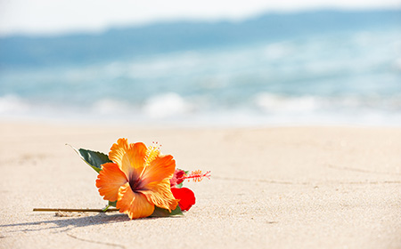 ハイビスカスの花言葉とは？