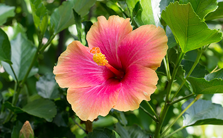 ハイビスカスの基本情報