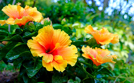 朝顔（アサガオ）の基礎知識